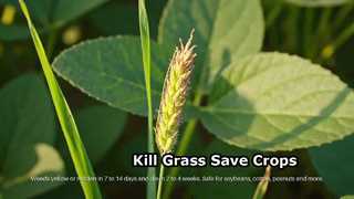Effective Grass Control for Broadleaf Crops