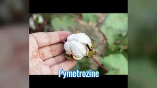 Pymetrozine