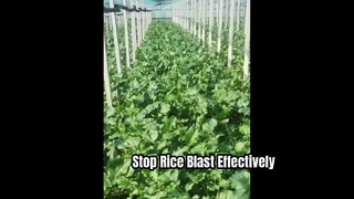 Probenazole 8 Percent Granules for Rice Blast Control